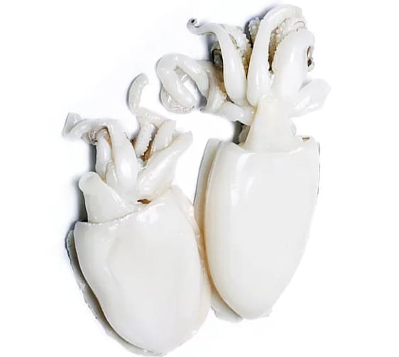 Cuttle Fish Varities